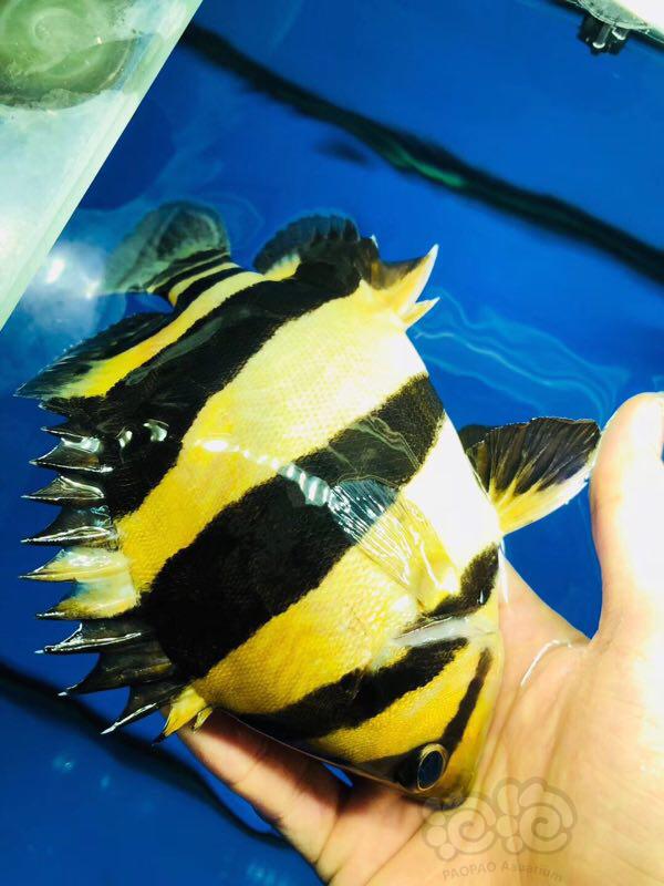 【热带鱼】精选印尼三纹虎，包尾16公分。-图1