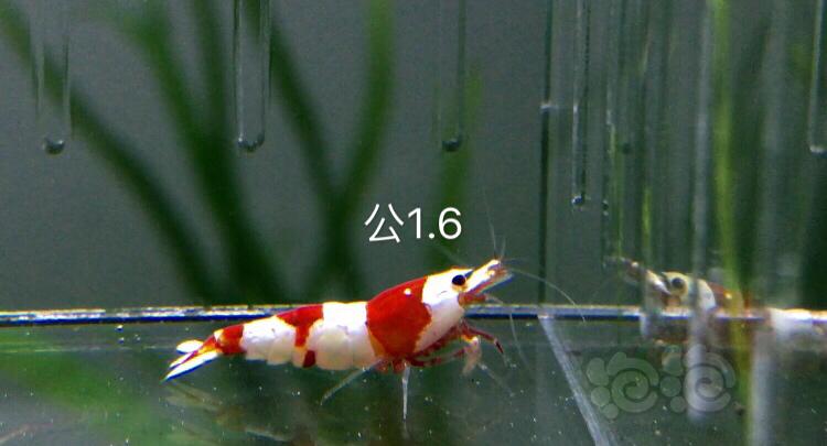 【虾】2019-11-1#RMB拍卖3公6母繁殖组-图9