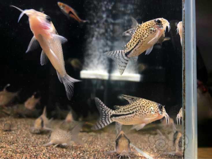 鼠鱼骇客鼠鱼简介