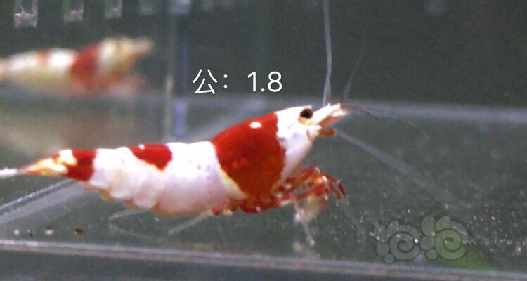 【虾】2019-11-19#RMB拍卖红白三公七母繁殖组-图4