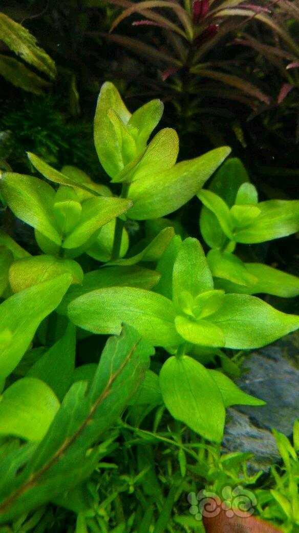 打头水草品种多