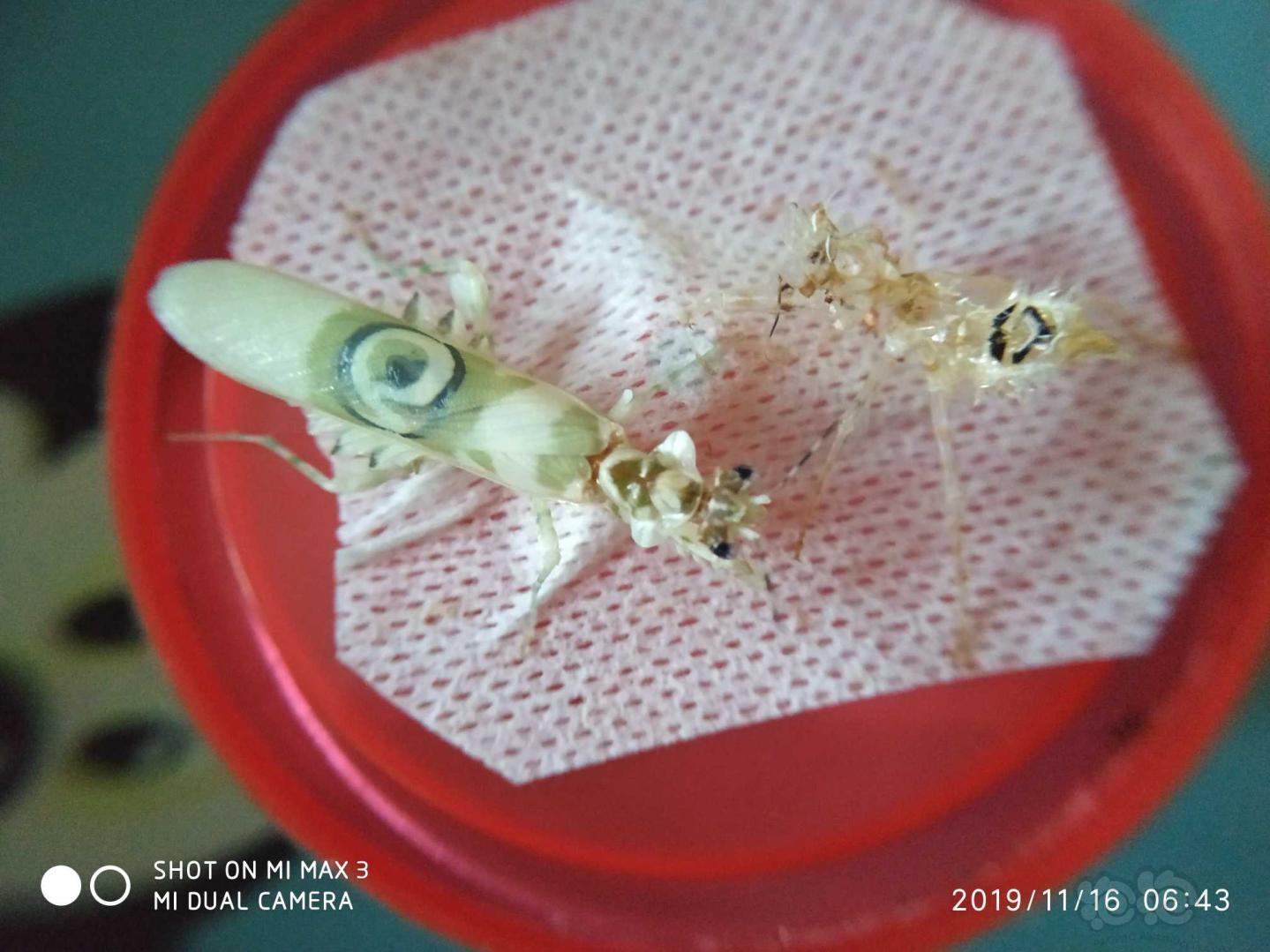 羽化厚的刺花螳螂-图2