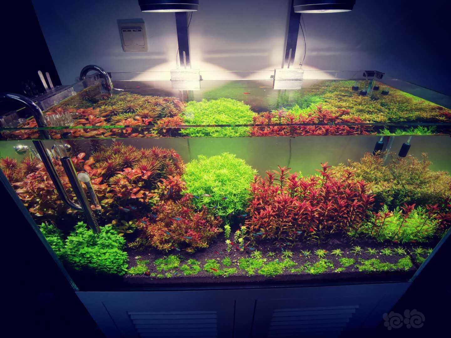 水草造景和种植 夕烧一个月打头了.