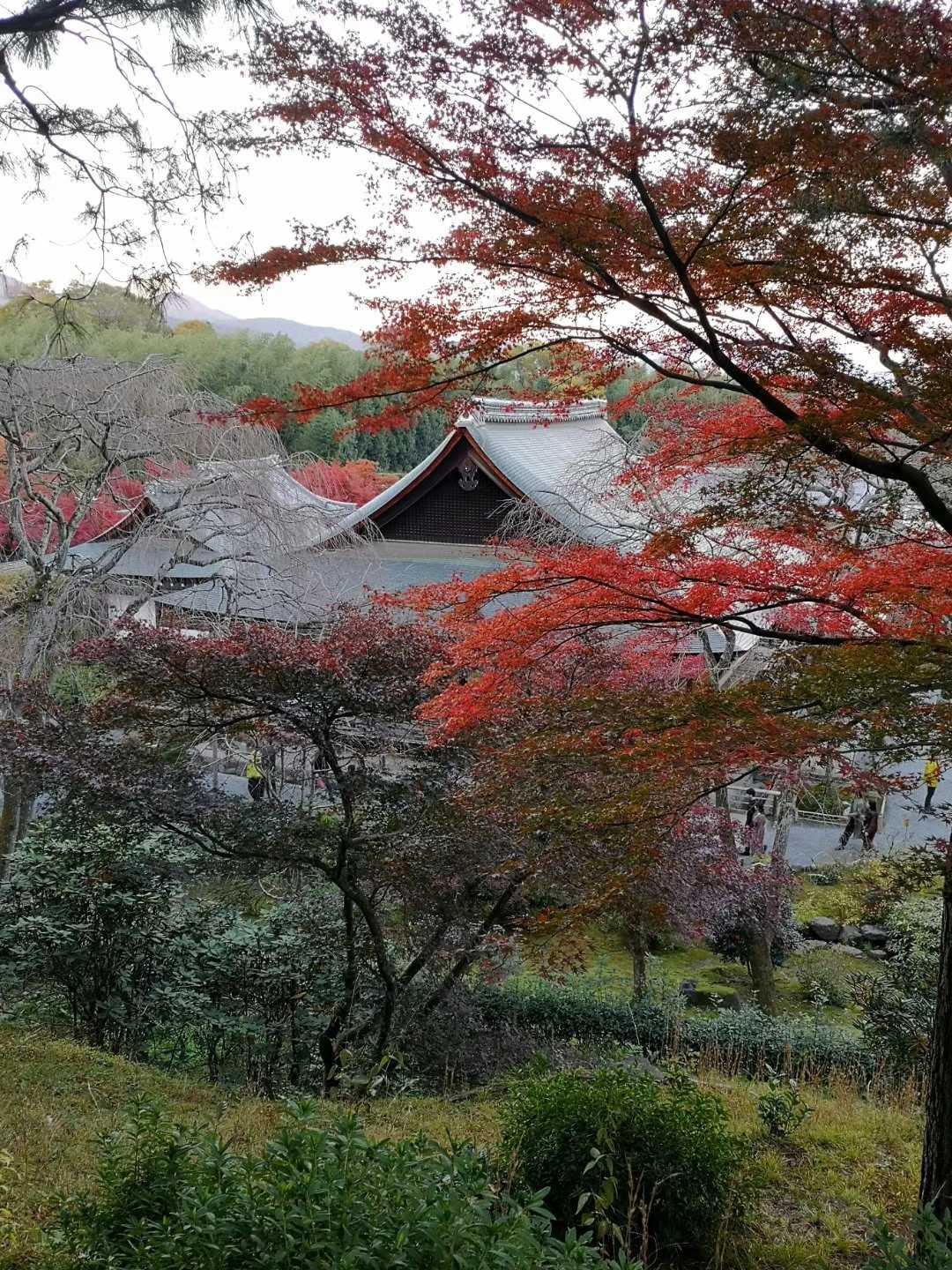 京都天龙寺🍁-图2