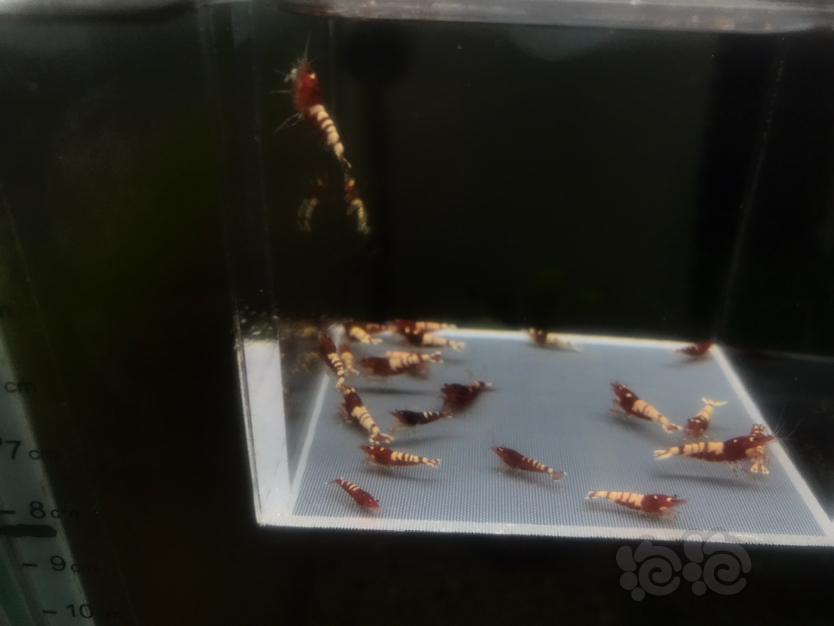 【虾】2019-11-26#RMB拍卖#德系深红斑马一份22只-图1