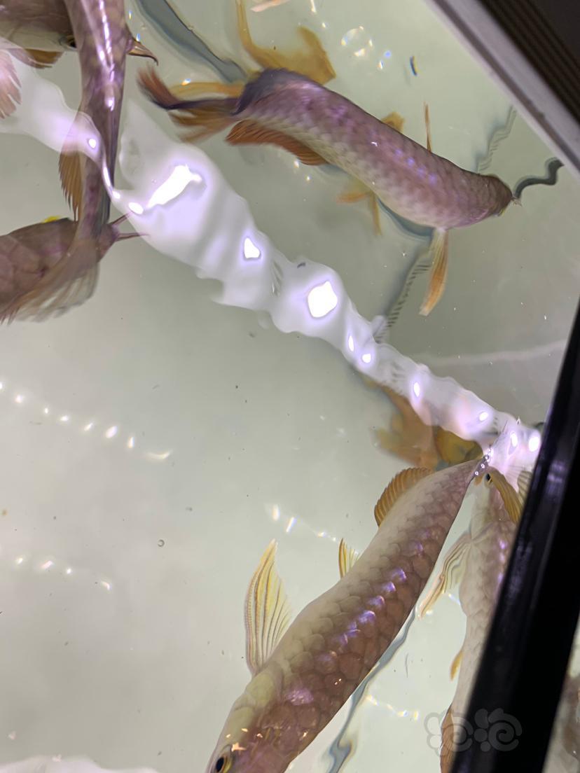 【龙鱼】晒晒鱼 新加坡过背苗