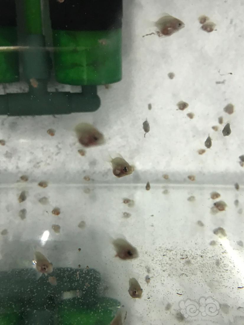 【热带鱼】天冷了出金波子苗，1-2厘米的2元一条-图3