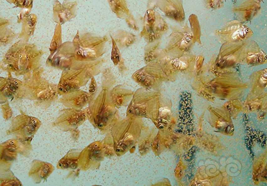 11月25日新鲜孵化丰年虾，全国包邮-图3