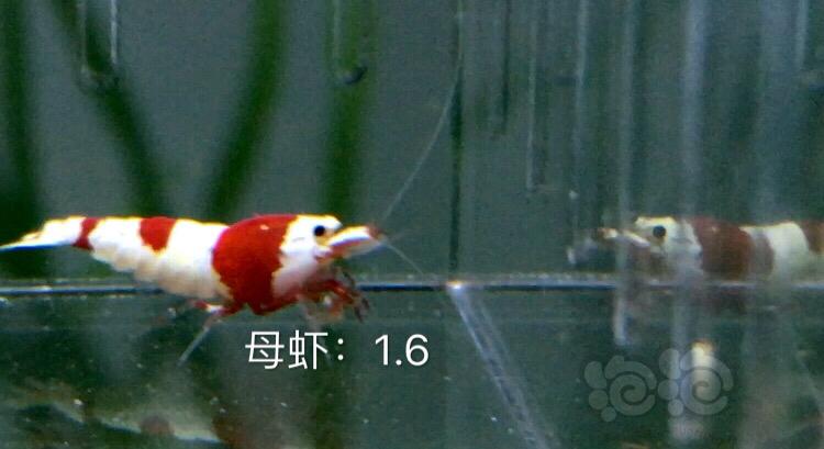 【虾】2019-11-07#RMB拍卖红白水晶虾六只-图6