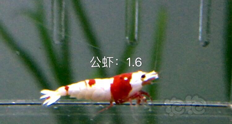 【虾】2019-11-07#RMB拍卖红白水晶虾六只-图5