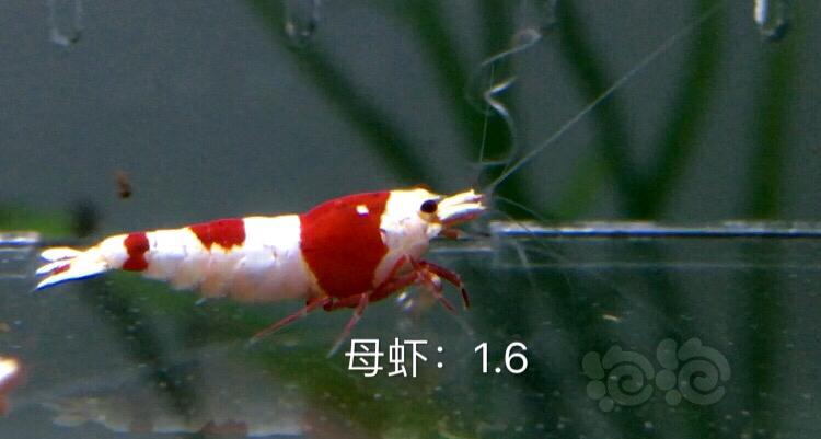 【虾】2019-11-07#RMB拍卖红白水晶虾六只-图3