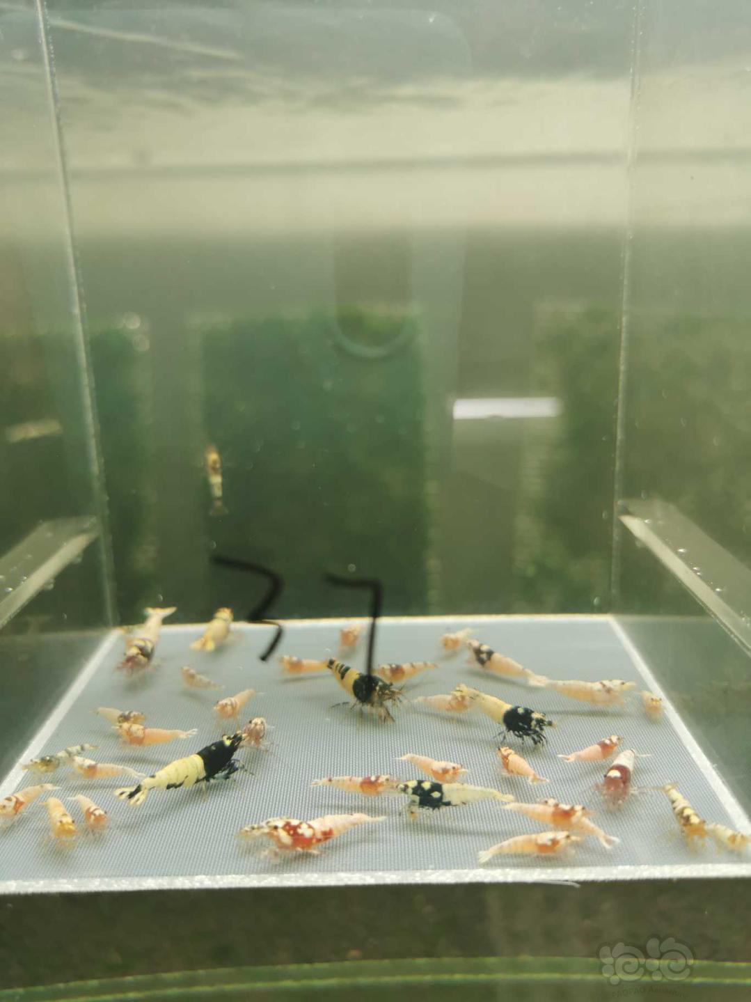 【虾】2019-11-30#RMB拍卖淘汰虾水晶虾一份30只-图2