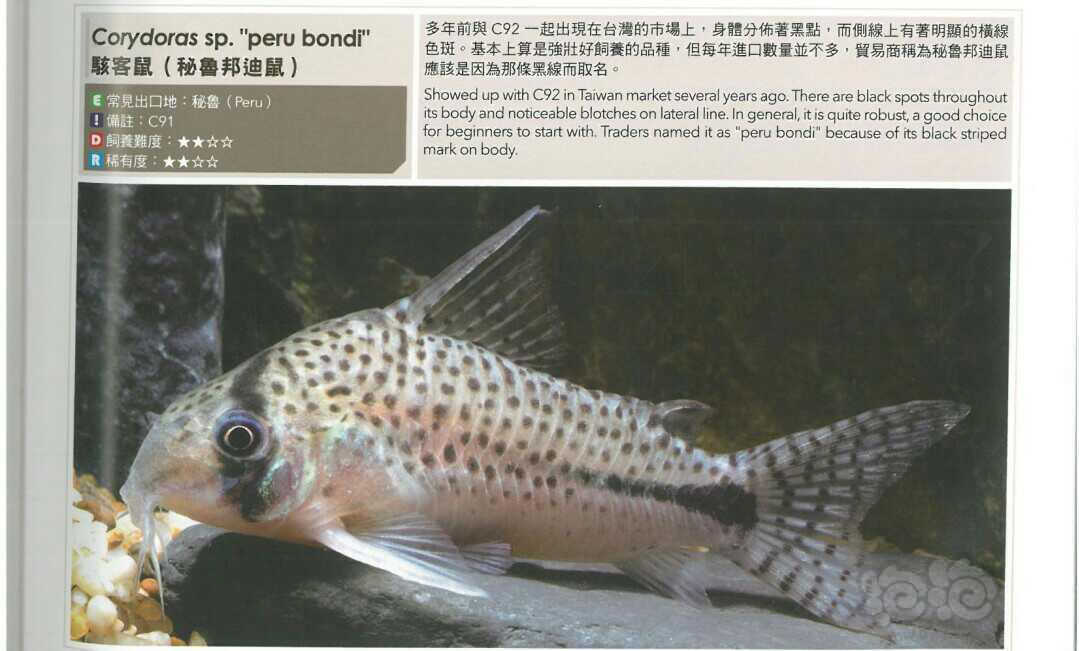 鼠鱼骇客鼠鱼简介