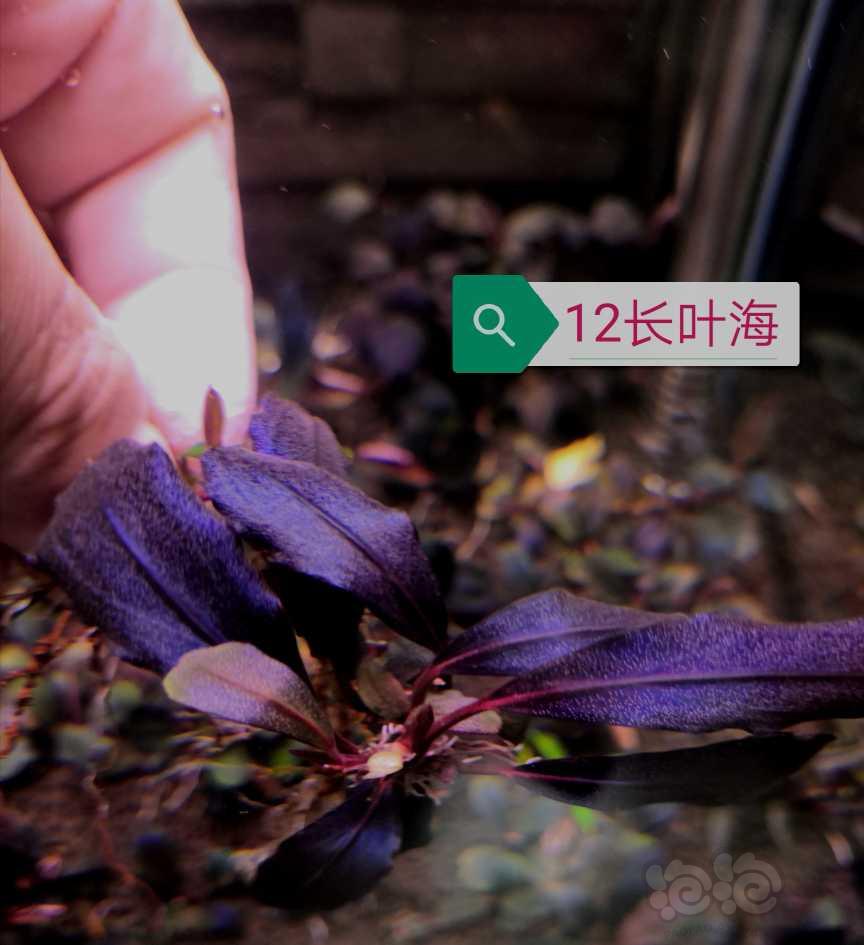 【辣椒榕】出迷你椒，14产地蓝，12长叶海！-图4