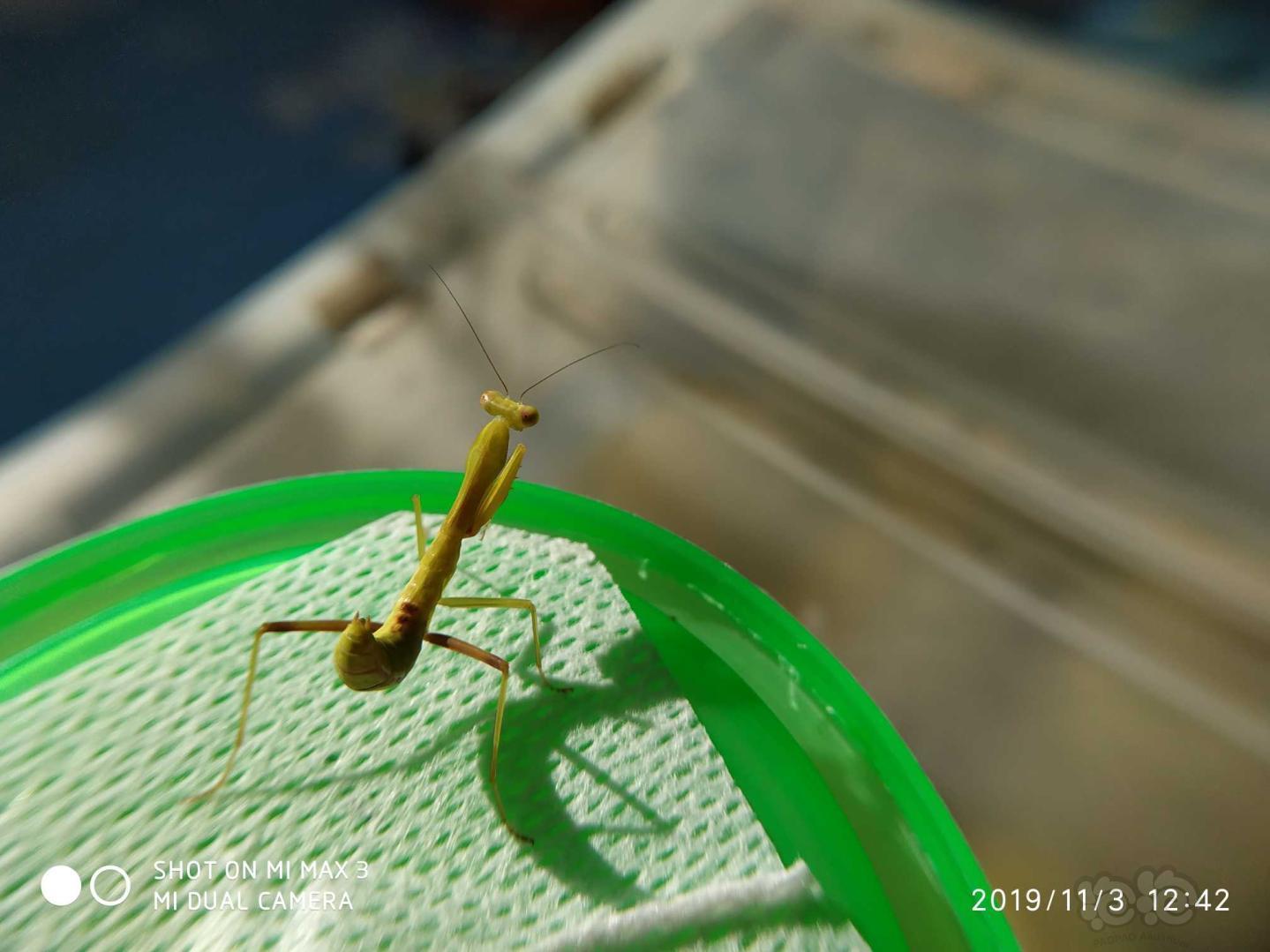 澳洲宽腹螳螂111天