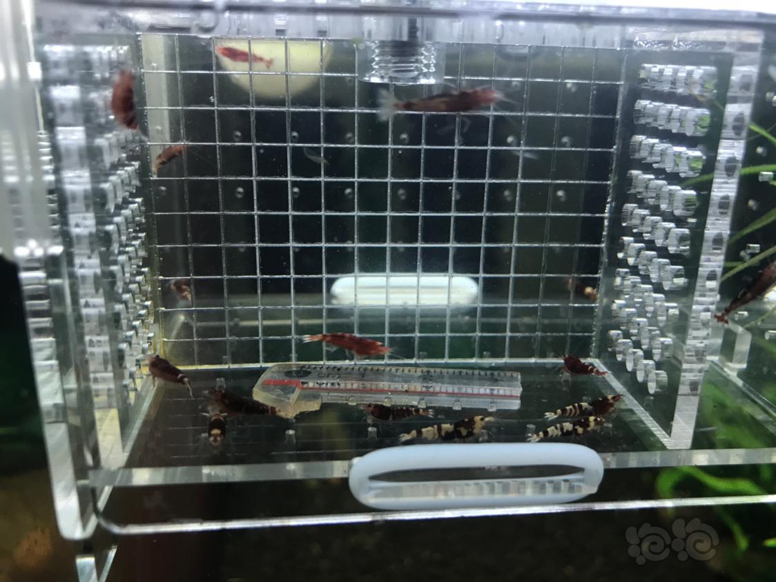 【虾】2019-11-4#RMB拍卖红虎p一份15只-图5