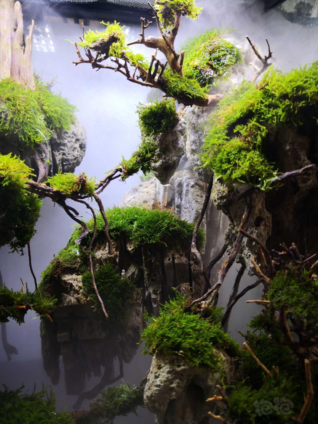 【雨林】灵感源于阿凡达的小雨林缸-图5