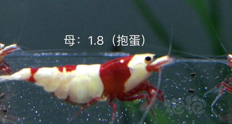 【虾】2019-11-1#RMB拍卖3公6母繁殖组-图1