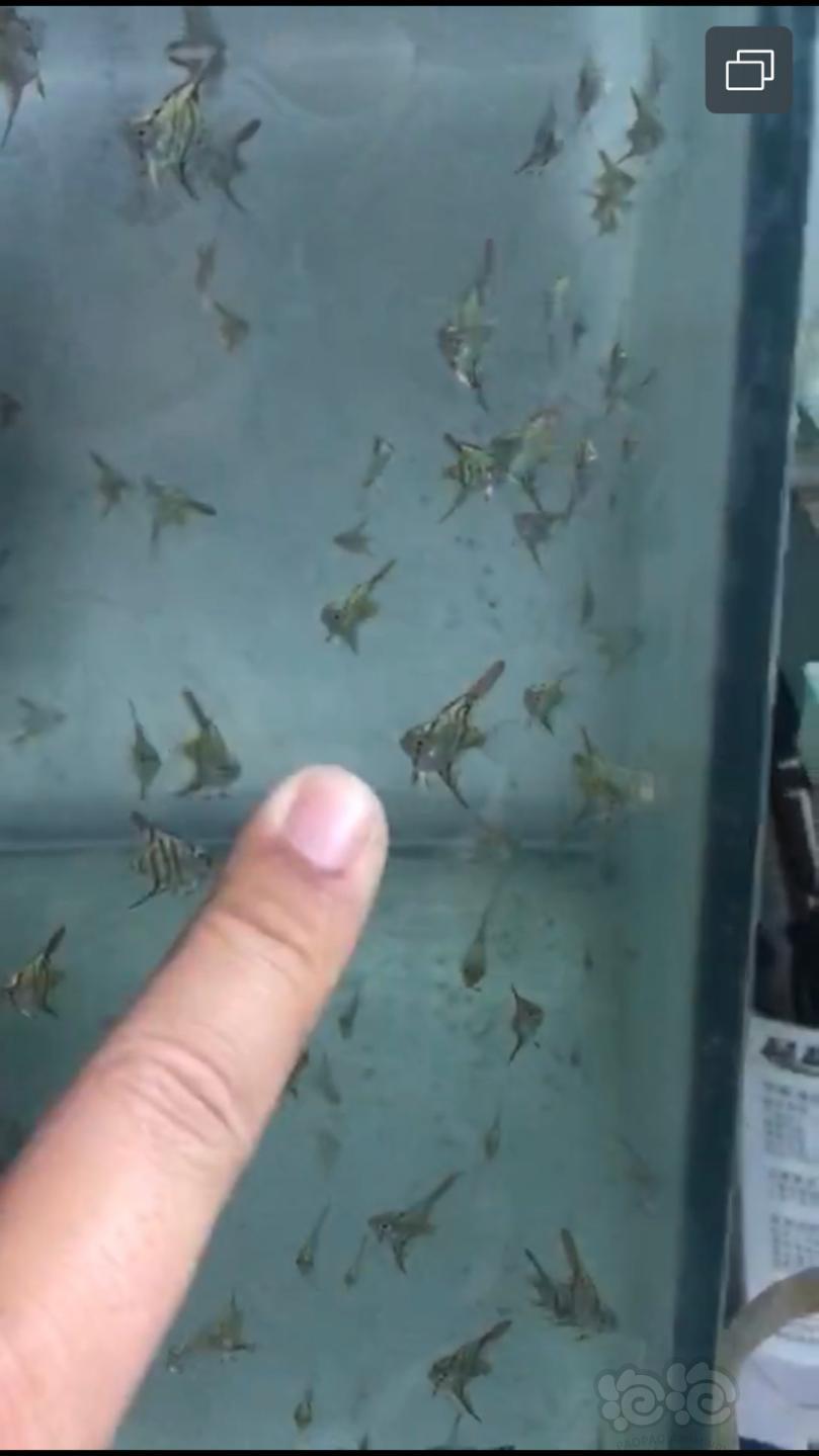 【热带鱼】天冷了出金波子苗，1-2厘米的2元一条-图1