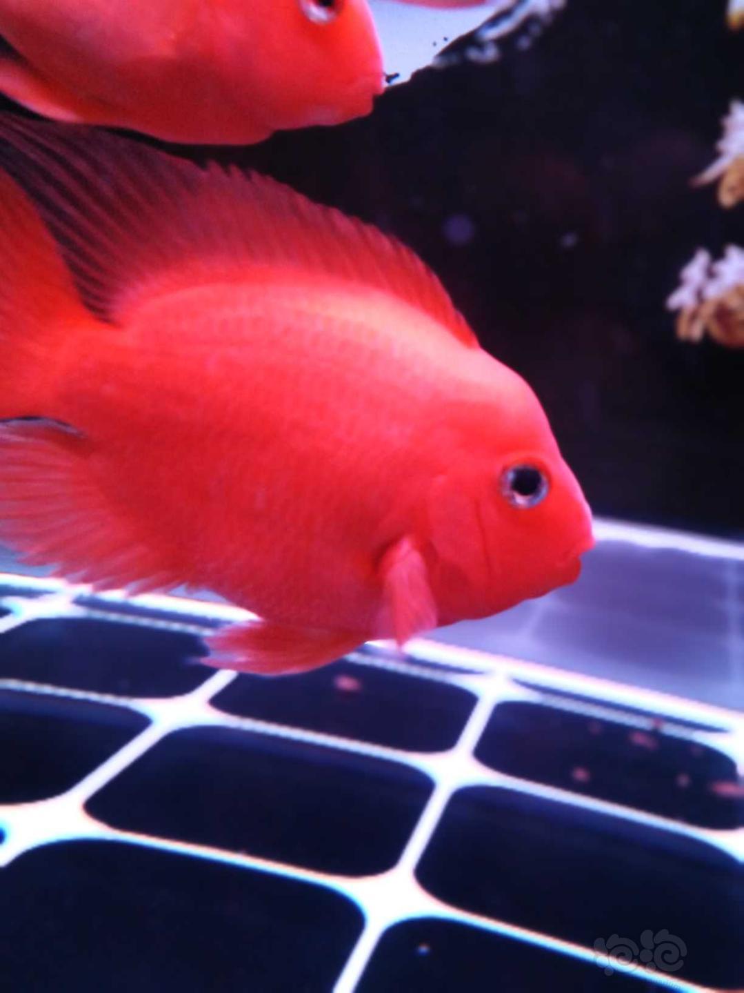 其它 崩儿头崩儿头 下雨不愁 泡泡水族