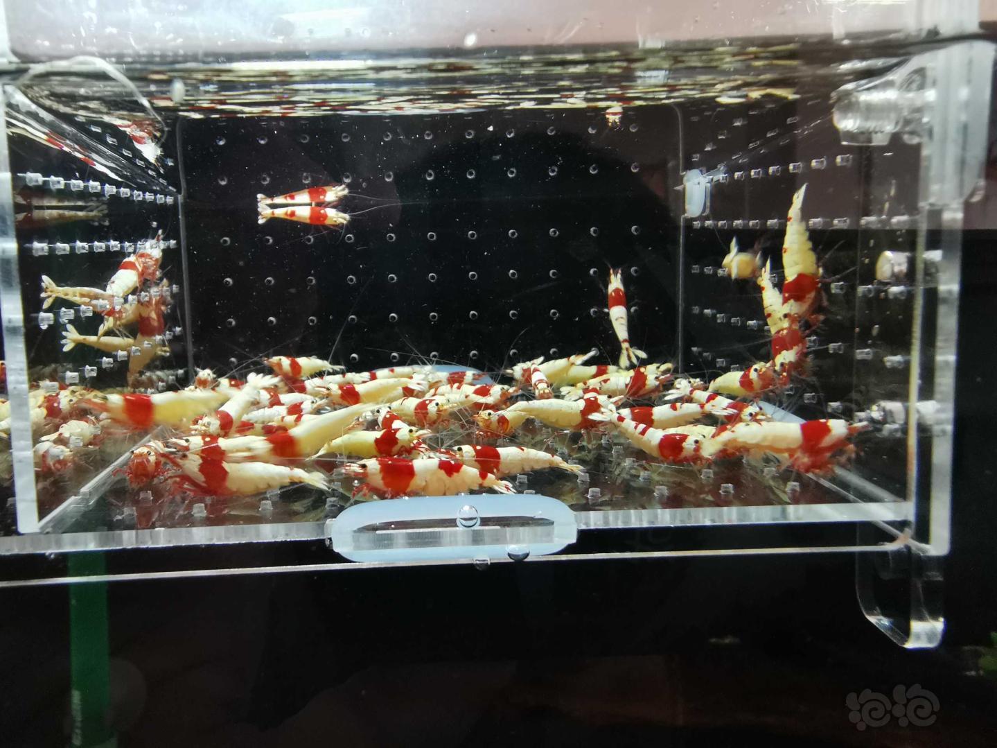 【虾】2019-11-20#RMB拍卖#红白水晶虾50只-图2