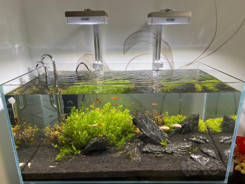 宫廷叶子上的褐藻怎么处理