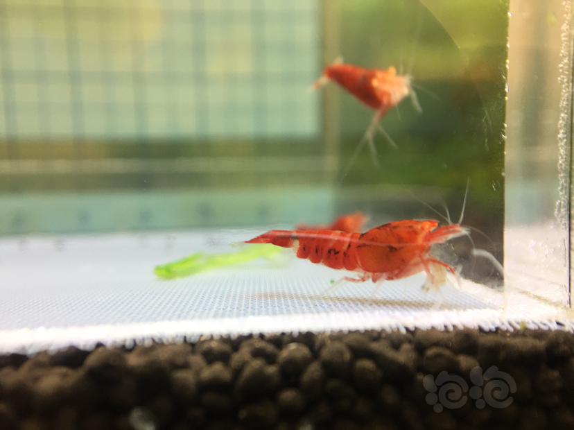 【虾】2019-11-1#RMB拍卖金眼水晶虾3只-图1