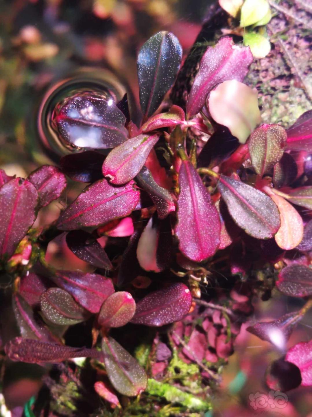 近距离拍摄11红脉玉