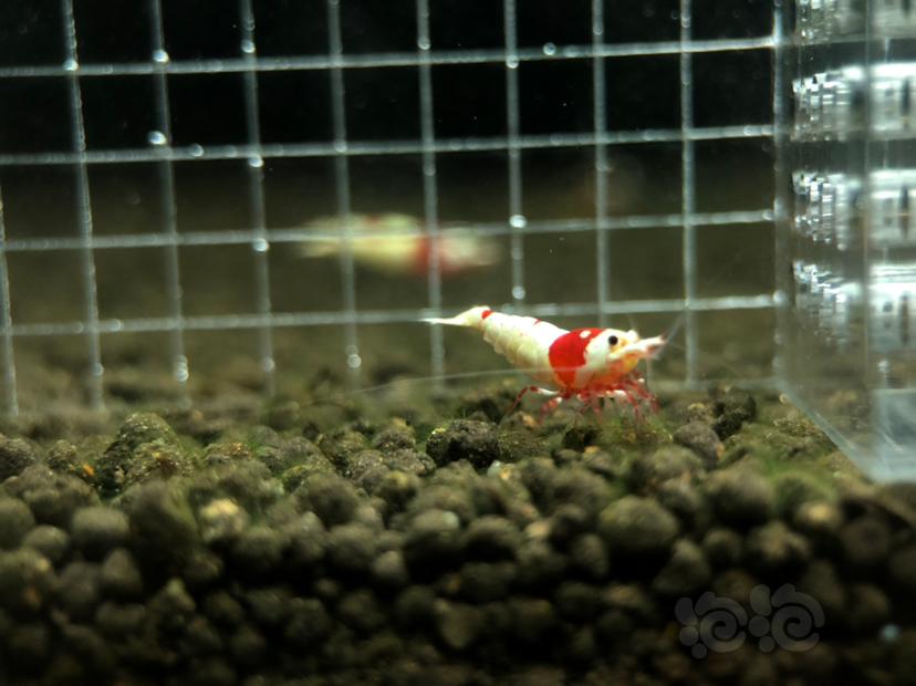 【虾】2019-11-06＃RMB拍卖红白水晶虾2只-图1