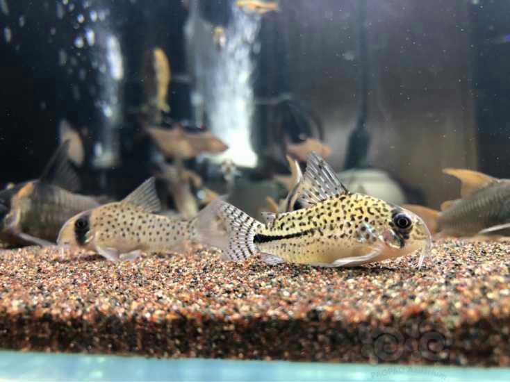 鼠鱼骇客鼠鱼简介