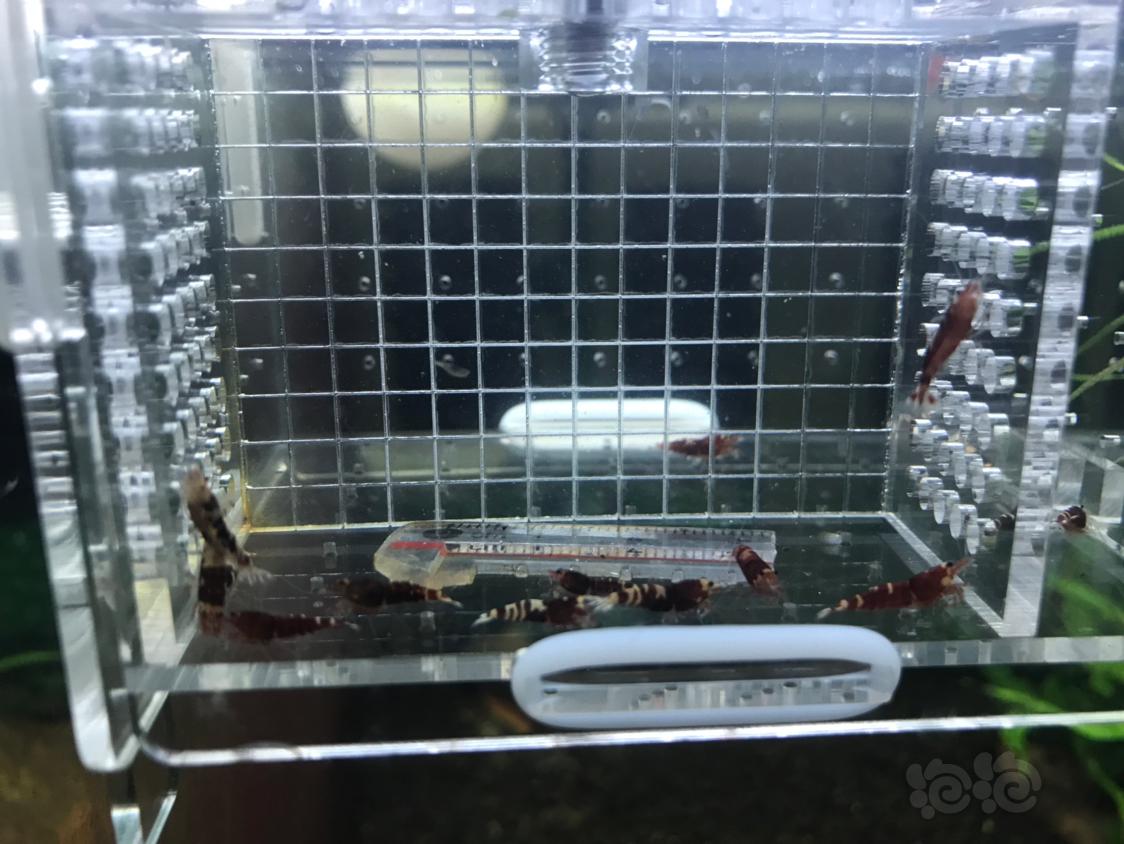 【虾】2019-11-4#RMB拍卖红虎p一份15只-图3