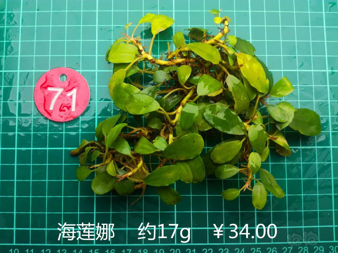 【辣椒榕】出售辣椒榕野株群落-图12