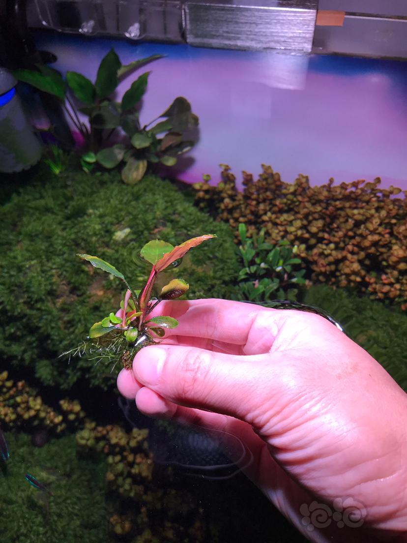 出一组模特辣椒榕繁殖株