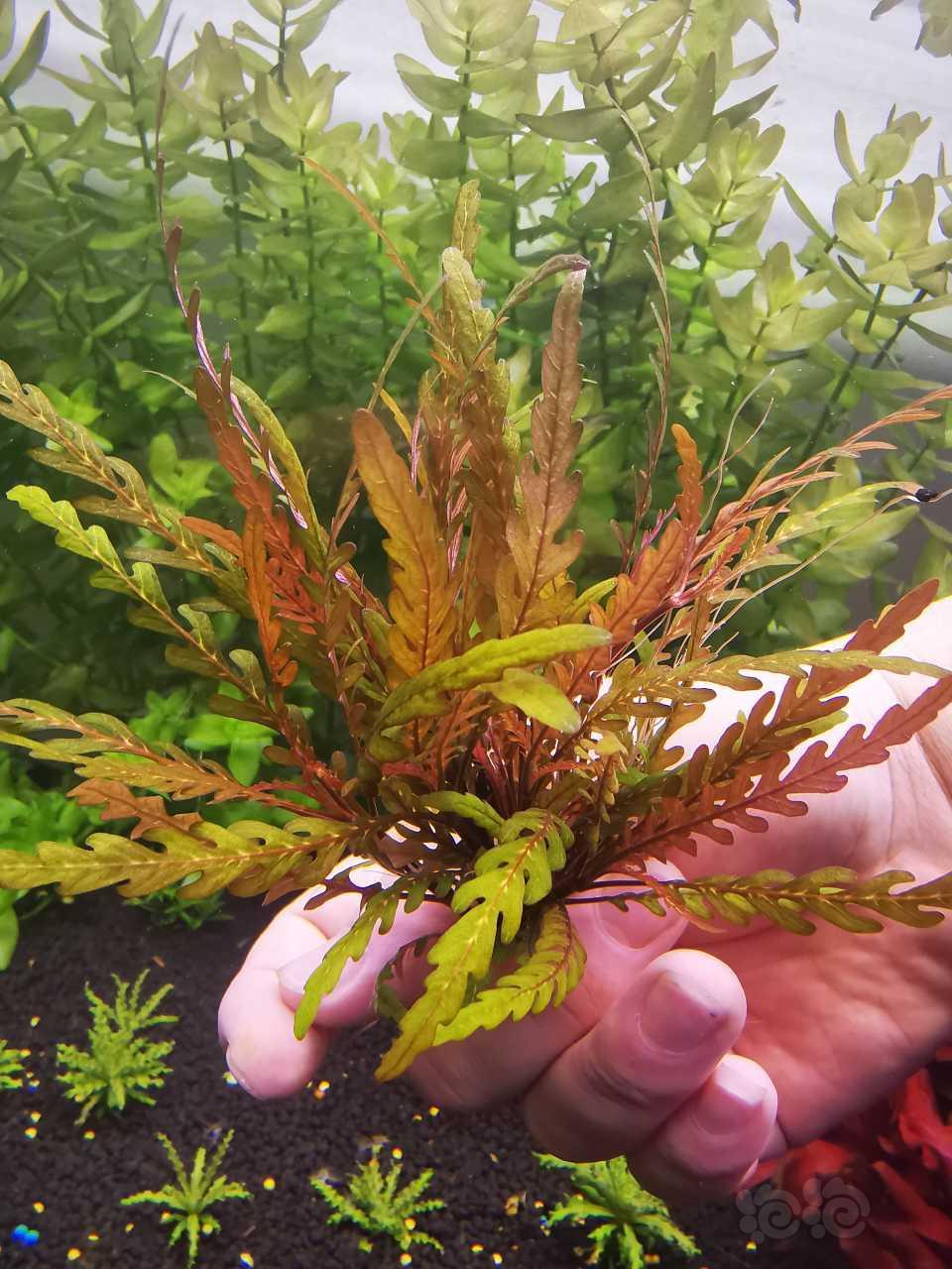 雨裂水衰衣水草