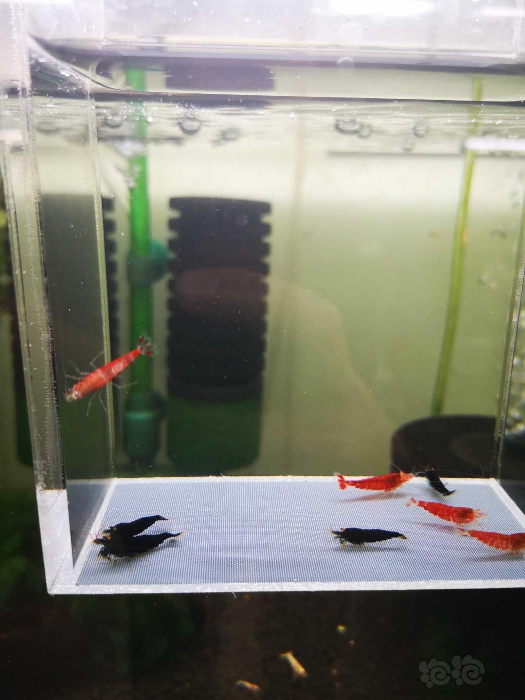 【虾】2019-11-06#RMB拍卖#金眼黑 红金刚公虾一份8只（黑 红各4只）-图2