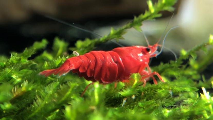 阳光正好,晒红了虾