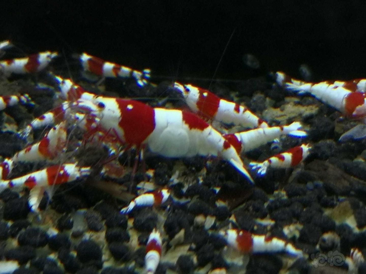【出售】纯血红白水晶虾，金眼全红-图3