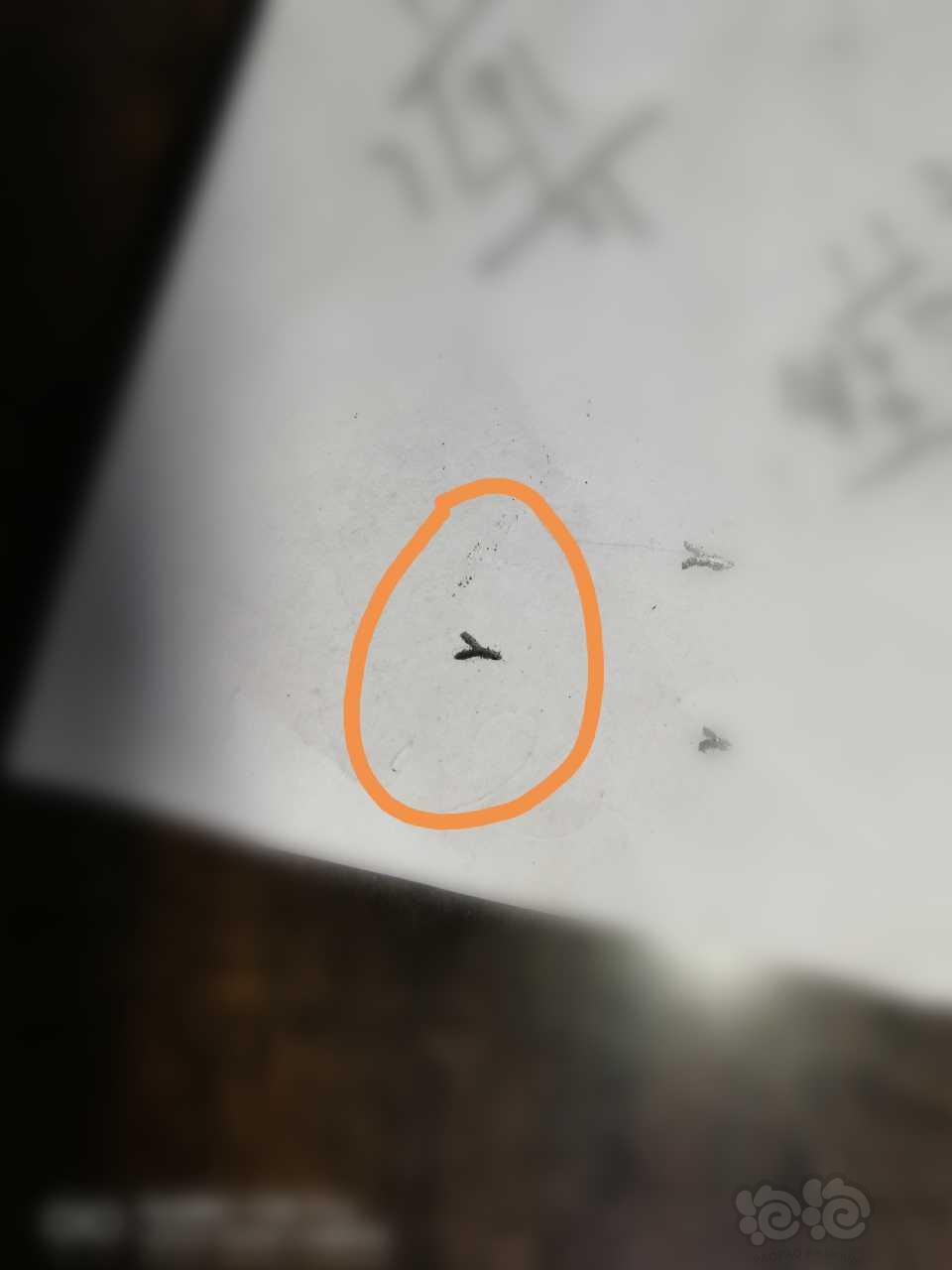 这是什么虫子？-图1