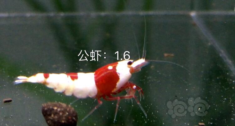 【虾】2019-11-07#RMB拍卖红白水晶虾六只-图2