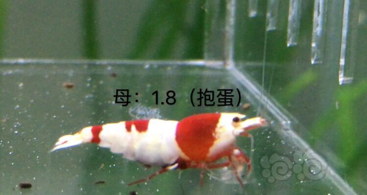 【虾】2019-11-19#RMB拍卖红白三公七母繁殖组-图2