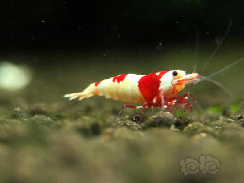 【虾】2019-11-10＃RMB拍卖红白水晶虾两只-图4
