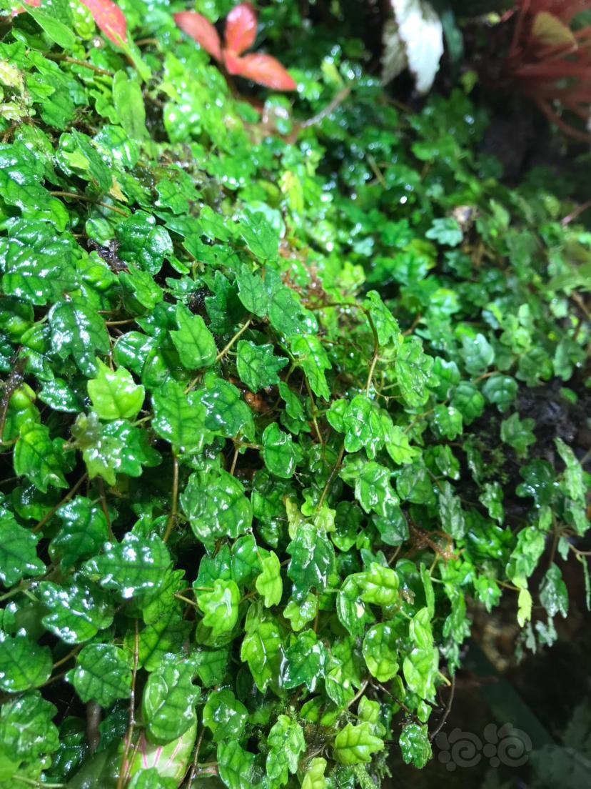 雨林缸水陆缸掌叶霹雳