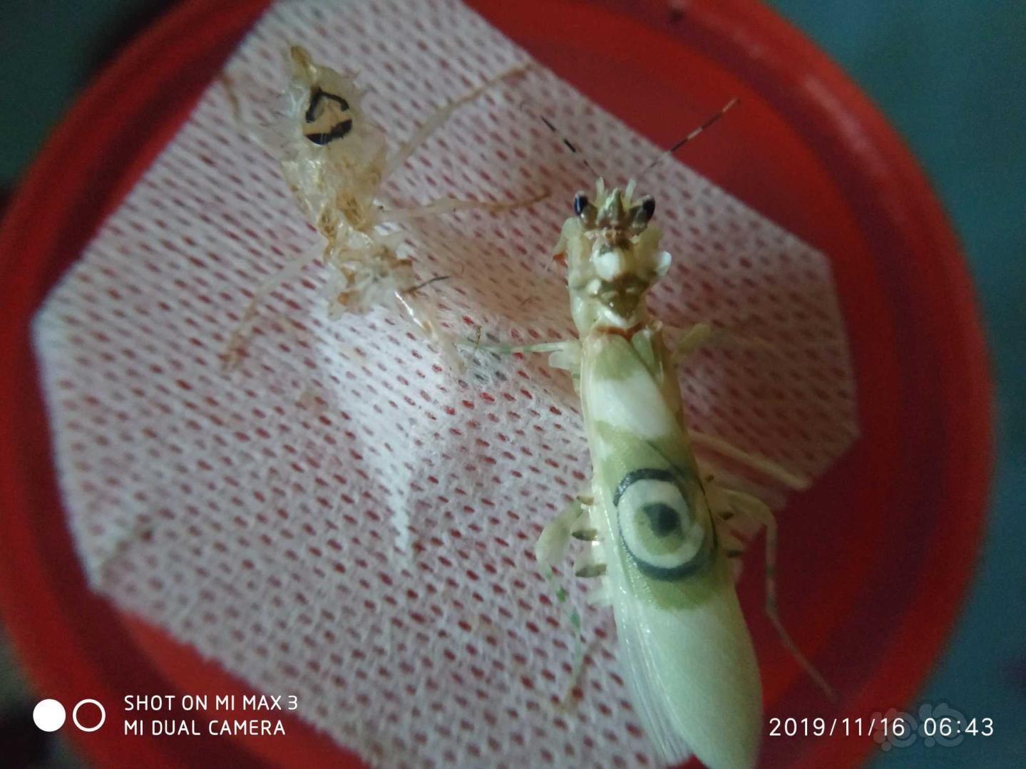 羽化厚的刺花螳螂-图4