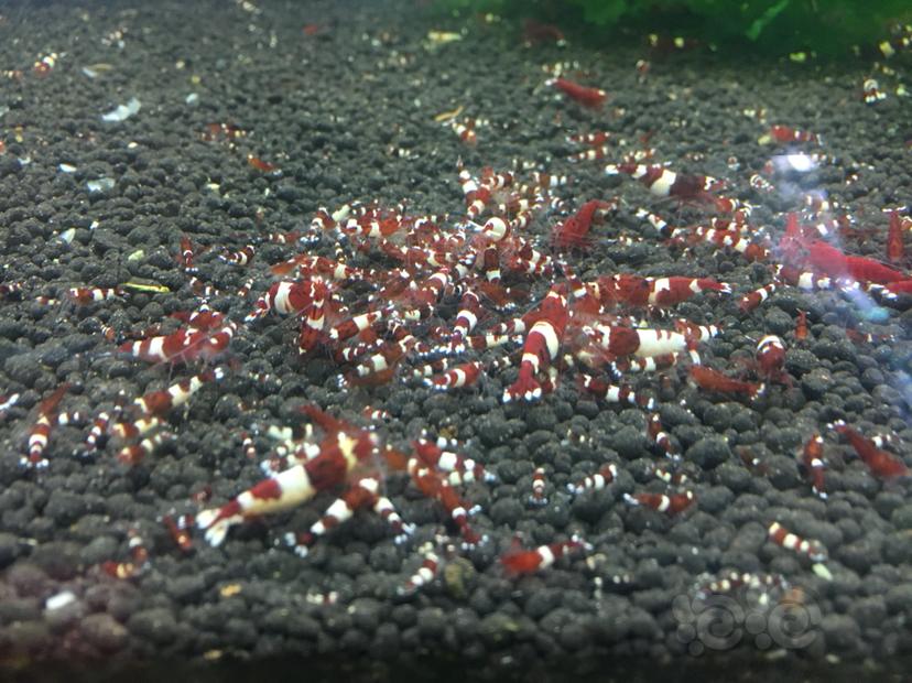 出酒红水晶虾小虾混捞-图3