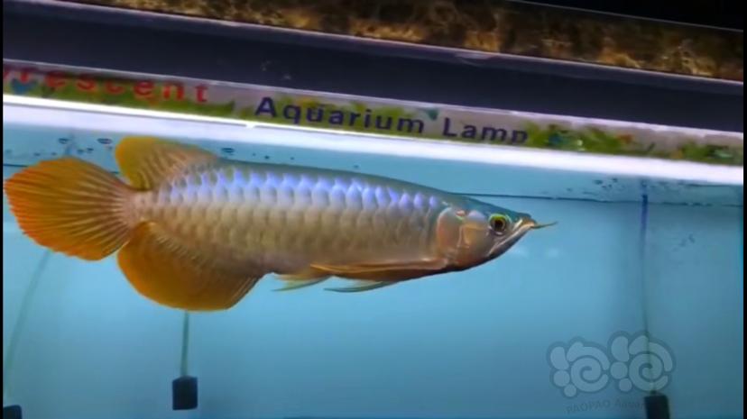 【龙鱼】印尼大湖红龙鱼-图1