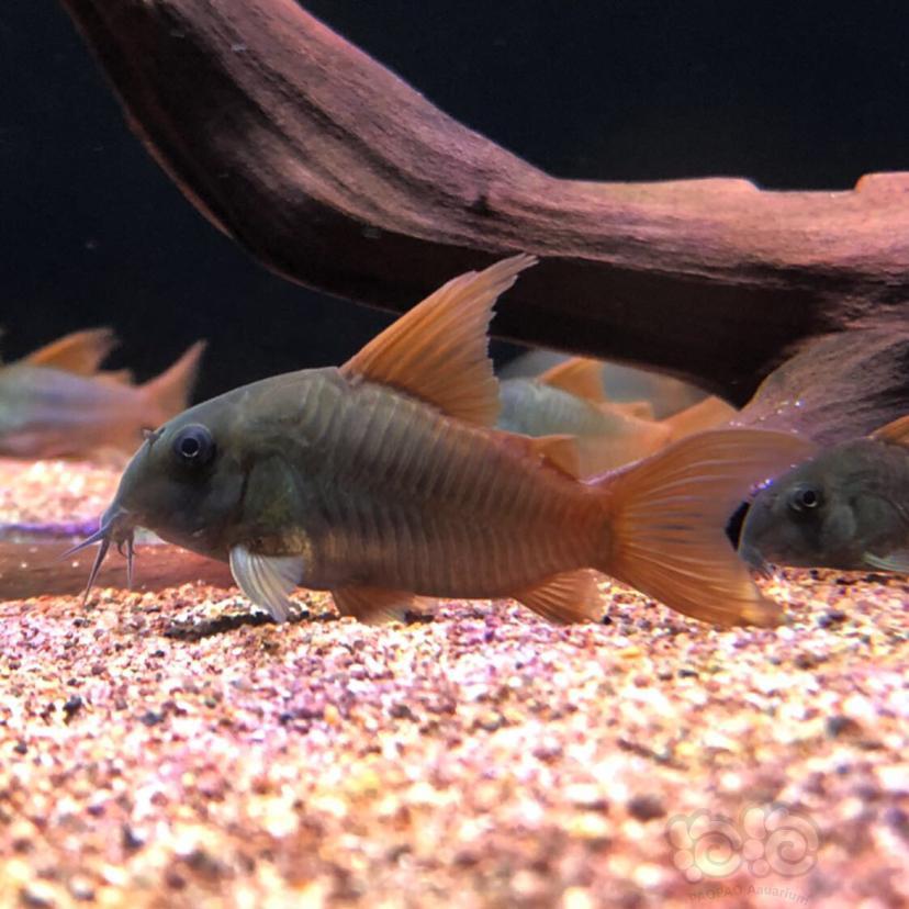 鼠鱼鼠鱼之美发色屌