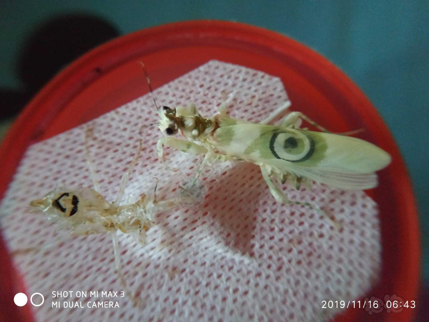 羽化厚的刺花螳螂-图6