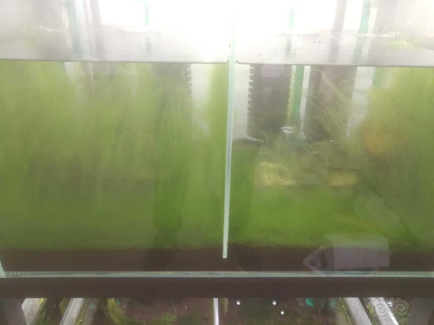 新开的缸，就是藻有点多-图2