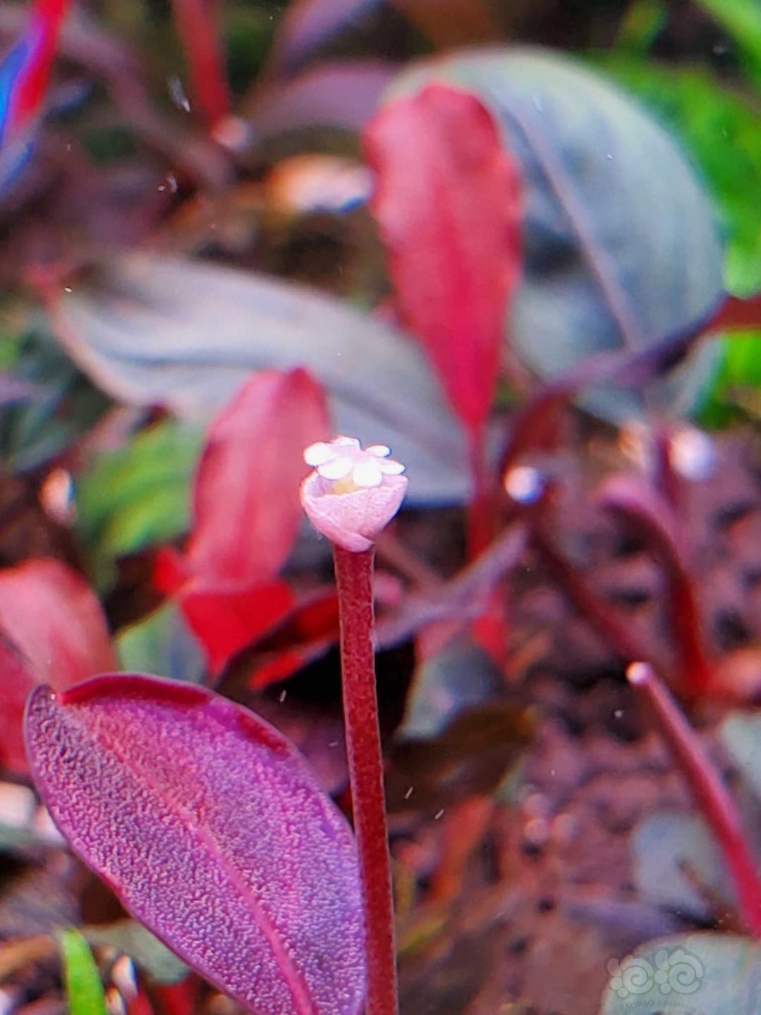 一朵奇怪的小花花-图1