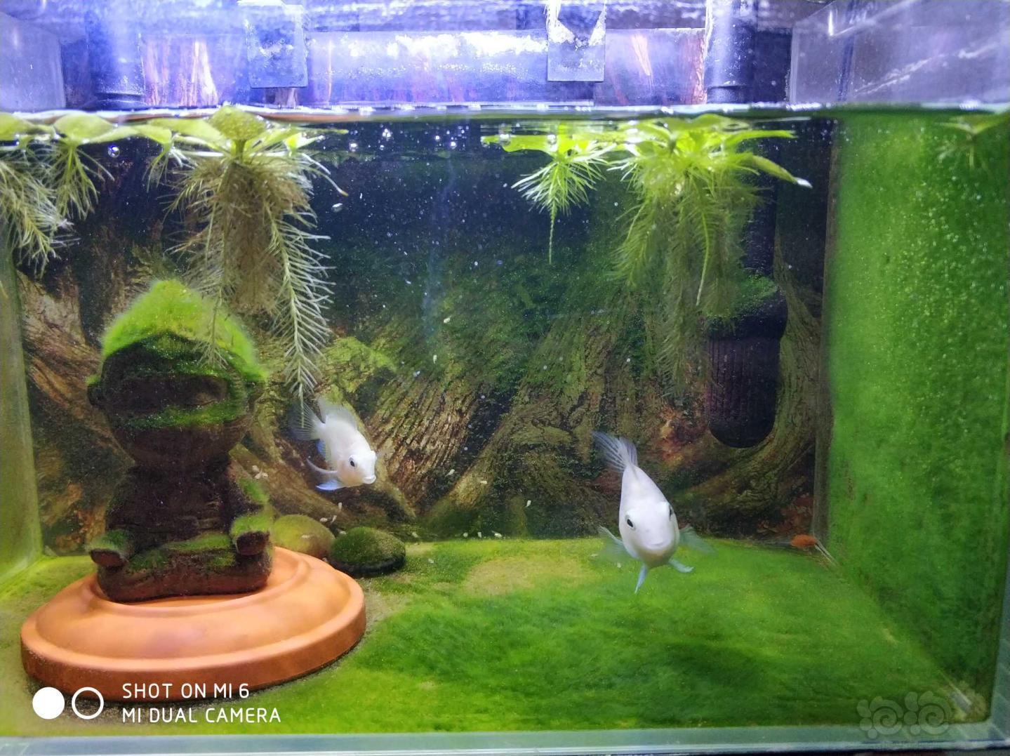 藻缸也是很漂亮
